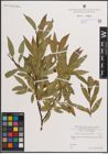 Foto von Salix daphnoides Vill.
